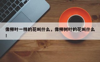 像柳叶一样的花叫什么，像柳树叶的花叫什么！