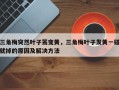 三角梅突然叶子蔫变黄，三角梅叶子发黄一碰就掉的原因及解决方法