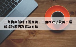三角梅突然叶子蔫变黄，三角梅叶子发黄一碰就掉的原因及解决方法