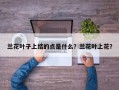 兰花叶子上结的点是什么？兰花叶上花？