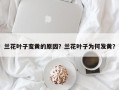 兰花叶子变黄的原因？兰花叶子为何发黄？