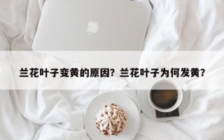 兰花叶子变黄的原因？兰花叶子为何发黄？