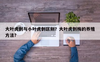 大叶虎刺与小叶虎刺区别？大叶虎刺梅的养殖方法？