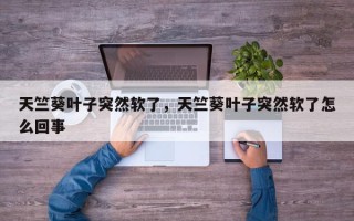 天竺葵叶子突然软了，天竺葵叶子突然软了怎么回事