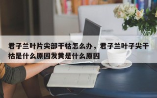 君子兰叶片尖部干枯怎么办，君子兰叶子尖干枯是什么原因发黄是什么原因