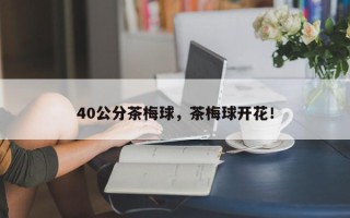 40公分茶梅球，茶梅球开花！