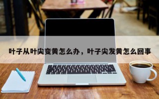 叶子从叶尖变黄怎么办，叶子尖发黄怎么回事