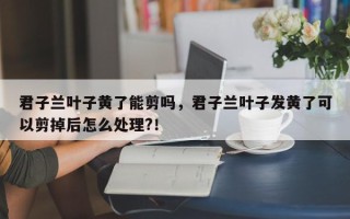 君子兰叶子黄了能剪吗，君子兰叶子发黄了可以剪掉后怎么处理?！