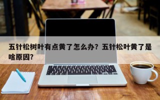 五针松树叶有点黄了怎么办？五针松叶黄了是啥原因？