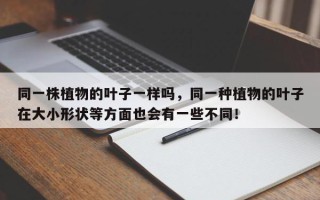 同一株植物的叶子一样吗，同一种植物的叶子在大小形状等方面也会有一些不同！