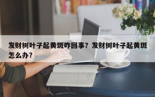 发财树叶子起黄斑咋回事？发财树叶子起黄斑怎么办？