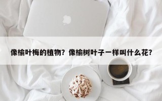 像榆叶梅的植物？像榆树叶子一样叫什么花？