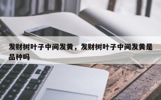 发财树叶子中间发黄，发财树叶子中间发黄是品种吗