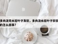 多肉浇完水后叶子发软，多肉浇水后叶子软软的怎么回事?