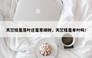 天竺桂是落叶还是常绿树，天竺桂是单叶吗！