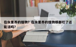 在水里养的植物？在水里养的植物根都烂了还能活吗？