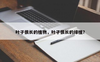 叶子很长的植物，叶子很长的绿植？