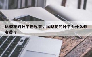 凤梨花的叶子卷起来，凤梨花的叶子为什么都变黄了