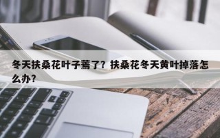 冬天扶桑花叶子蔫了？扶桑花冬天黄叶掉落怎么办？