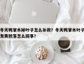 冬天鸭掌木掉叶子怎么补救？冬天鸭掌木叶子发黄脱落怎么回事？
