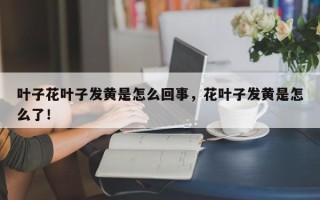 叶子花叶子发黄是怎么回事，花叶子发黄是怎么了！