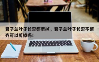 君子兰叶子长歪都剪掉，君子兰叶子长歪不整齐可以剪掉吗！