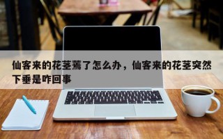 仙客来的花茎蔫了怎么办，仙客来的花茎突然下垂是咋回事
