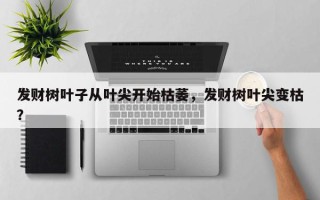 发财树叶子从叶尖开始枯萎，发财树叶尖变枯？