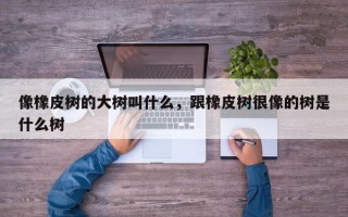 像橡皮树的大树叫什么，跟橡皮树很像的树是什么树