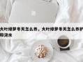 大叶绿萝冬天怎么养，大叶绿萝冬天怎么养护和浇水