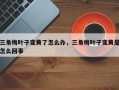 三角梅叶子变黄了怎么办，三角梅叶子变黄是怎么回事