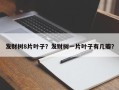 发财树8片叶子？发财树一片叶子有几瓣？