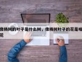 像杨树的叶子是什么树，像杨树叶子的花是啥花