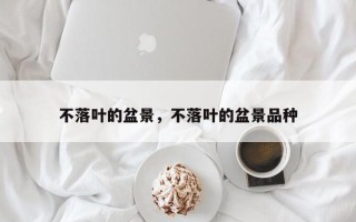 不落叶的盆景，不落叶的盆景品种
