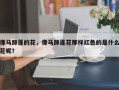 像马蹄莲的花，像马蹄莲花那样红色的是什么花呢？