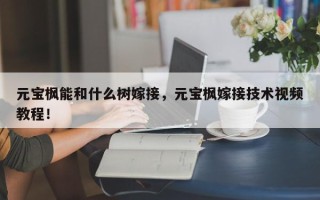 元宝枫能和什么树嫁接，元宝枫嫁接技术视频教程！