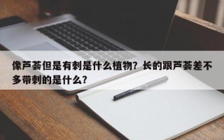 像芦荟但是有刺是什么植物？长的跟芦荟差不多带刺的是什么？