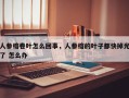 人参榕卷叶怎么回事，人参榕的叶子都快掉光了 怎么办