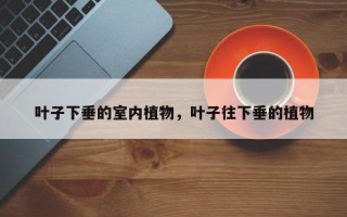 叶子下垂的室内植物，叶子往下垂的植物
