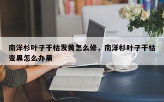 南洋杉叶子干枯发黄怎么修，南洋杉叶子干枯变黑怎么办黑