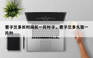 君子兰多长时间长一片叶子，君子兰多久张一片叶