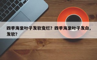 四季海棠叶子发软变烂？四季海棠叶子发白,发软？