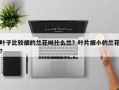叶子比较细的兰花叫什么兰？叶片细小的兰花？