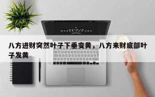 八方进财突然叶子下垂变黄，八方来财底部叶子发黄