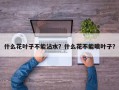什么花叶子不能沾水？什么花不能喷叶子？