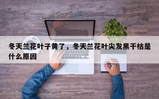 冬天兰花叶子黄了，冬天兰花叶尖发黑干枯是什么原因