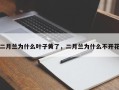 二月兰为什么叶子黄了，二月兰为什么不开花