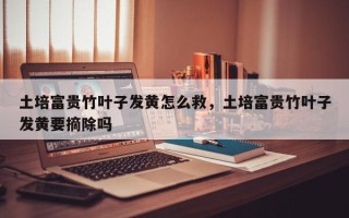 土培富贵竹叶子发黄怎么救，土培富贵竹叶子发黄要摘除吗