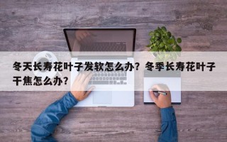 冬天长寿花叶子发软怎么办？冬季长寿花叶子干焦怎么办？