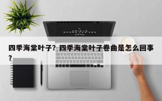 四季海棠叶子？四季海棠叶子卷曲是怎么回事？